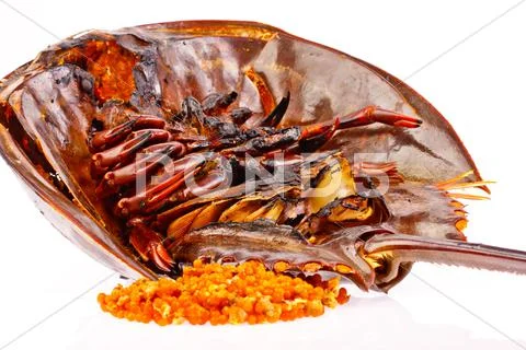 Roasted horse shoe crap in isolated Stock Photos