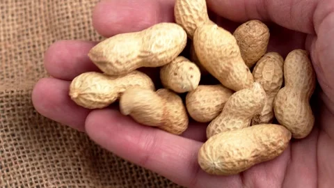 Roasted organic peanuts in shells on a human palm Stock Footage 332732263