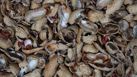 The roasted peanut shell rotates in a circle. Peanut background Stock Footage 131424400