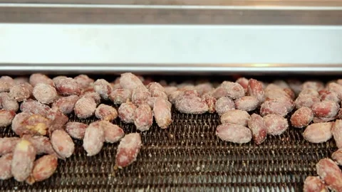 Roasted Peanuts on the roasting machine conveyor belt. Stock Footage 143995038
