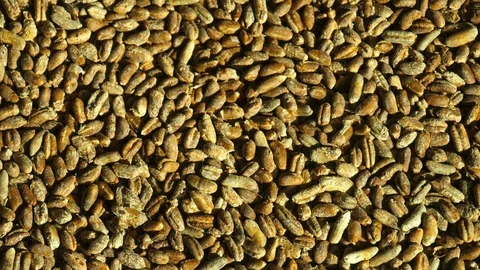 Roasted peanuts scattering Stock Footage 105529164