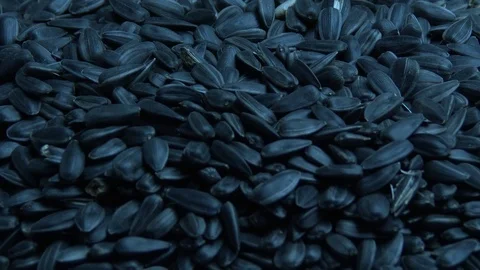 Roasted sunflower seeds fall on the table 스톡 동영상 79596151