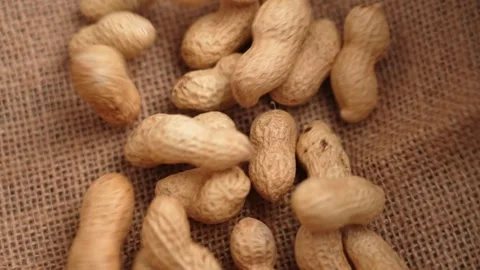 Roasted unshelled peanuts on rough burlap cloth Stock Footage 332732237