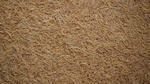 Roasted Vermicelli pasta Stock Footage 154796827