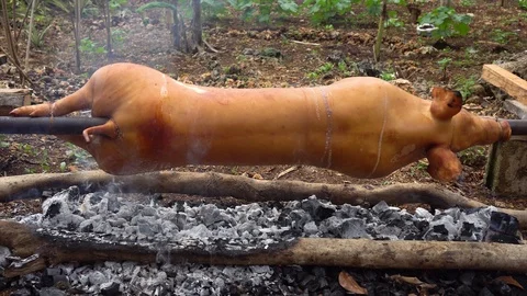 Roasted whole pig preparation Stock Footage 100304280