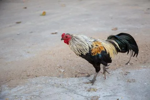 Roaster demistic chicken on ground Stock Photos
