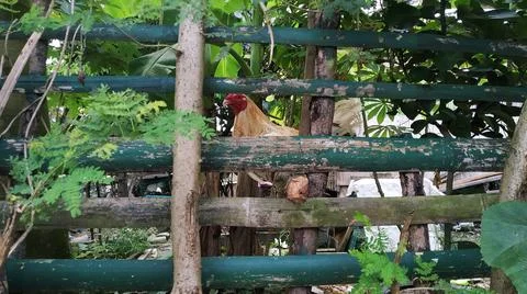 Roaster Stock Photos