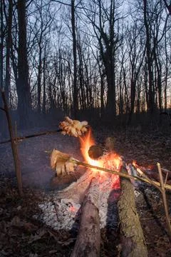Roasting Bacon Over an Open Campfire in a Forest During Sunset Stock Photos
