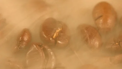Roasting Coffee Beans Stock Footage 69913068