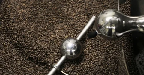 Roasting Coffee Beans Whirling Mixed On Cooling Unit Platform In A Manufactory Stock Footage 77374883