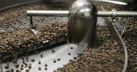 Roasting Coffee Beans Whirling Mixed On Cooling Unit Platform In A Manufactory Stock Footage 77375450