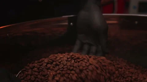 Roasting coffee process man worker sniffs beans  in a coffee factory. Stock Footage 147103323