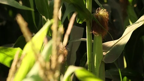 Roasting ear in a green field Stock Footage 73940194