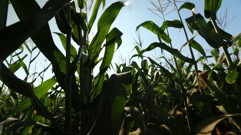 Roasting ear in a green field Stock Footage 73941285