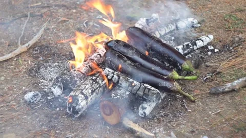 Roasting Eggplants on the Campfire Stock Footage 303516598