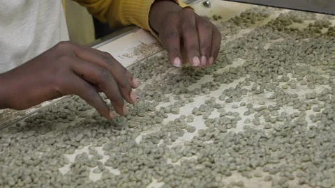 The Roasting Fresh Coffee Beans Stock Footage 285221660