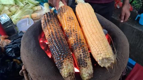 Roasting fresh raw corn over a coal fire Fotos de archivo