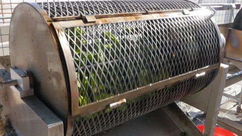 Roasting Green Chile Peppers in Hatch, New Mexico Stock Footage 135362333