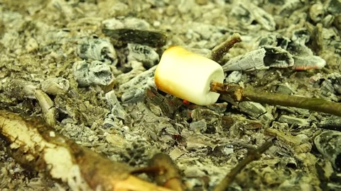 Roasting Marshmallows over the Campfire Stock Footage 306517109
