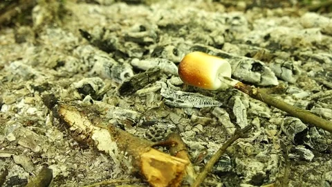 Roasting Marshmallows over the Campfire Stock Footage 306517194