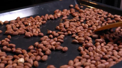 Roasting peanuts in an electric stove close-up. Food preparation Stock Footage 146359265