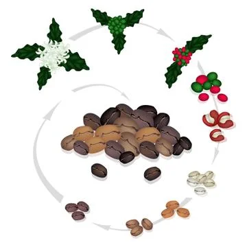 The Roasting Process of Roasted Coffee Beans Stock Illustration