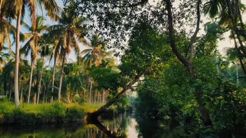 Roban starch forest Video stock 245194119