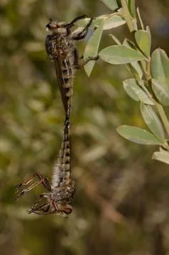 Robber flies copulating. Stock Photos
