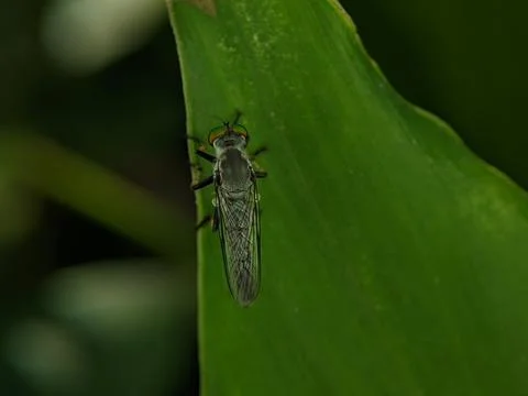 Robber flies on a green leaf. Stock Photos