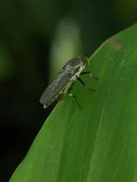 Robber flies on a green leaf Stock Photos