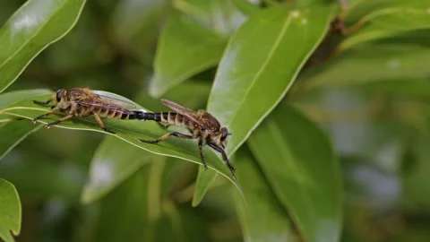 Robber Flies Mating on Lush Green Foliage. Stock Footage 201123808