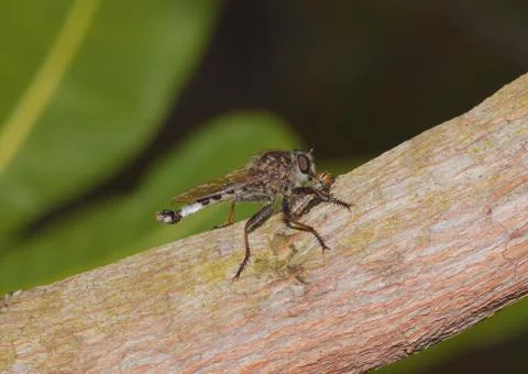 Robber Fly in action. Stock Photos