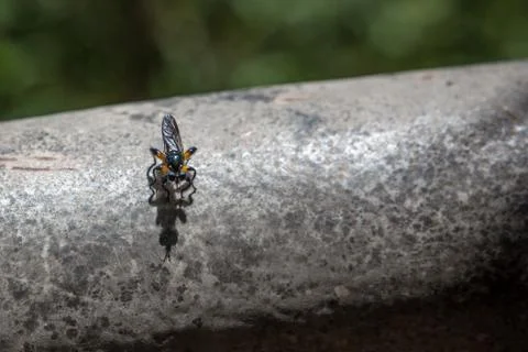 Robber fly and its shadow closeup Stock Photos