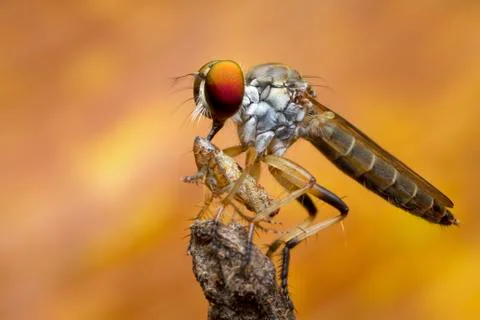 Robber fly and prey in nature Stock Photos
