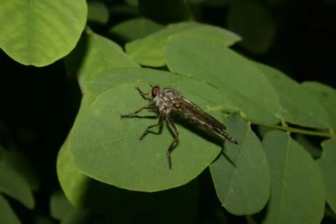 Robber fly (asilidae) 스톡 사진