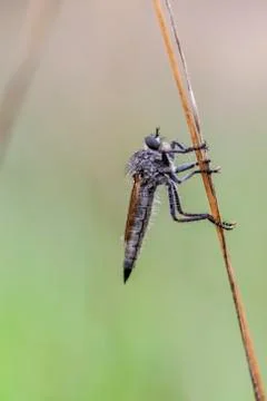 Robber fly - Asilidae Stock Photos