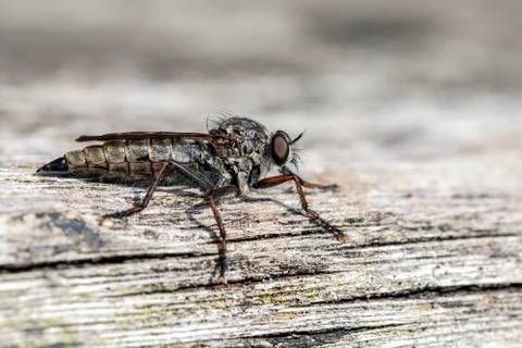 Robber fly - Asilidae Stock Photos