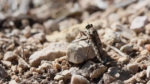 A robber fly (Asilidae) rests on a stone during a sunny day in Alcoy, Spain Stock Footage 317566615