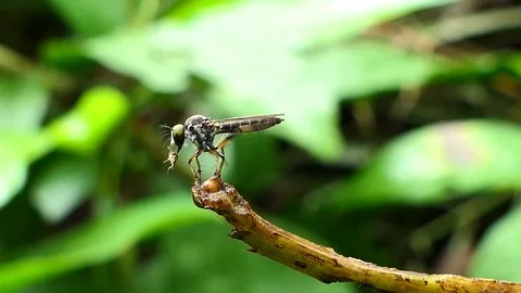 Robber Fly on branch. Stock Footage 76682777