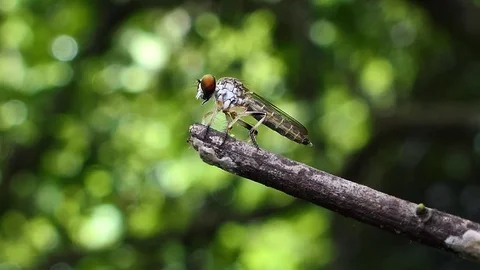 Robber Fly on branch. Stock-Footage 76870241
