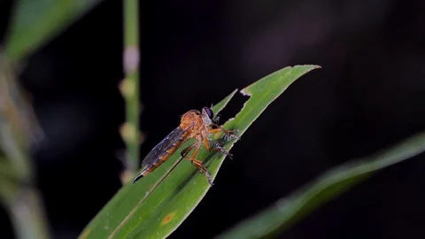 Robber Fly on branch. Stock Footage 94091991