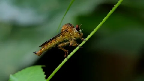 Robber Fly on branch in tropical rain forest. Stock Footage 83940227