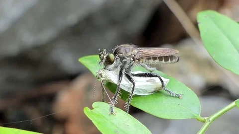 Robber Fly catching butterflies. Stock Footage 78762001