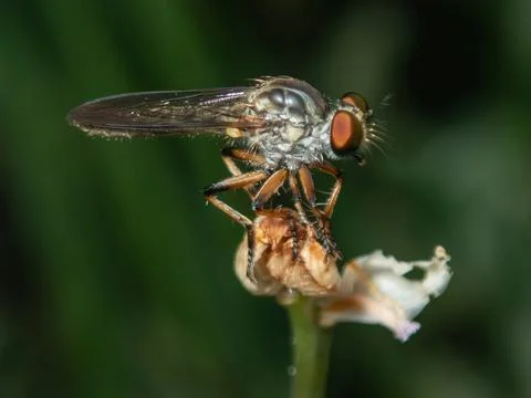 Robber-fly-closeup-03. Stock Photos