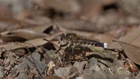 Robber Fly Disturbed by an Ant. Stock Footage 255212215