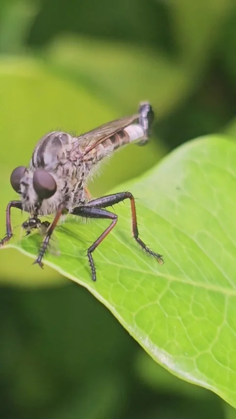 Robber Fly Eating Prey on Leaf - Macro HD Stock-Footage 342388725