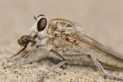 Robber fly feeding on another fly. Stock Photos