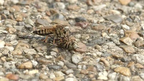 Robber fly feeding on a dragonfly carcass. Stock Footage 162006500