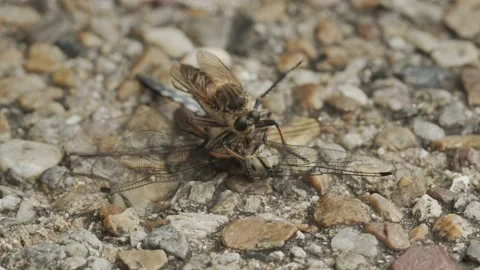 Robber fly feeding on a dragonfly carcass. Stock Footage 162006725