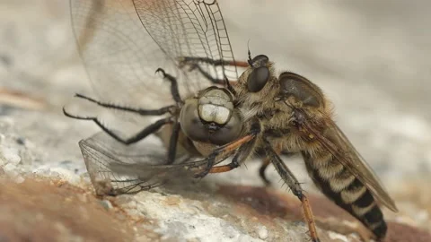 Robber fly feeding on a dragonfly carcass. Stock Footage 162006875